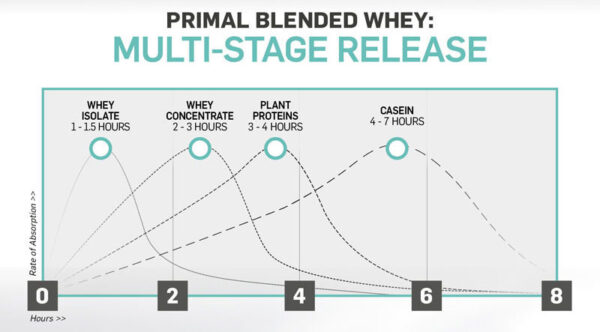 Understanding protein absorption rates and muscle recovery